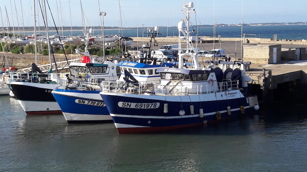 Crise sanitaire : La filière pêche des Pays de la Loire s'organise